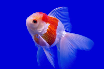 Goldfish isolated on blue background