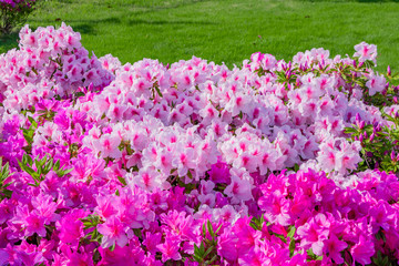 つつじの咲き乱れる公園