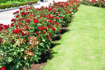 rose garden