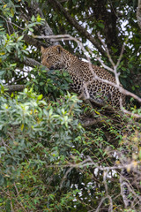 African leopard in ambush on a tree. Masai Mara, Kenya