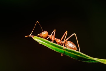 Closeup. Macro shot of red ant on green leaf.