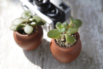 多肉植物 ライフイメージ D