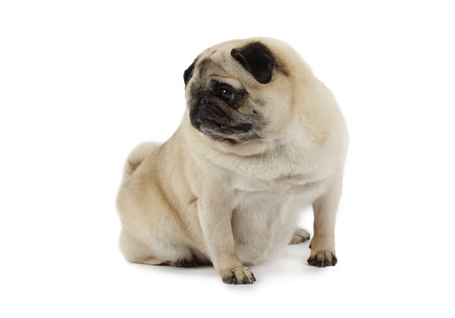 Purebred pug dog sitting in front of white background