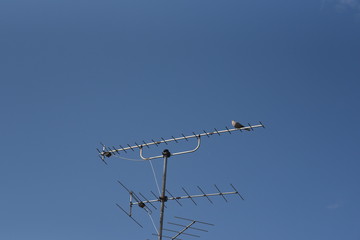 die Taube auf der Antenne © Andreas