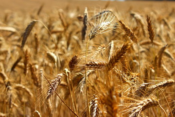 Harvest - golden ripe wheat ears close - up on the field in summer against a blue sky with white clouds on the horizon, rural life, nature, landscape
