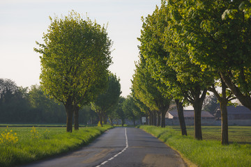 Naklejka premium scenic empty countryside road surrounded by trees in day .