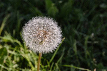 Dandelion in the sun against a background of a dark field