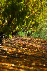 Autumn pieces of nature, leaves, trees and landscape