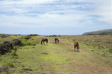 Fototapeta na wymiar Horses in fields