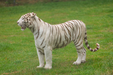 Fototapeta na wymiar A beautiful white tiger out in the nature