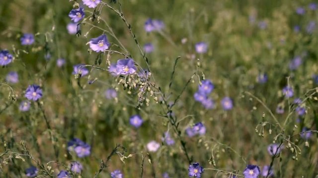 Blue wildflowers of Veronica chamaedrys