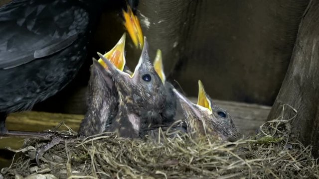 Amseleltern, Turdus merula, Schwarzdrossel f&uuml;ttern Jungv&ouml;gel am Nest, 4K