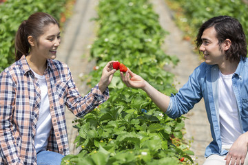 イチゴ狩りをするカップル