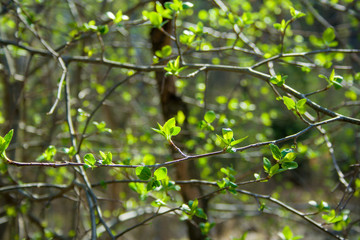 Green branches on the sun