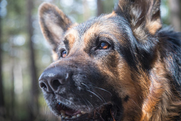 Muzzle dog German shepherd in a forest