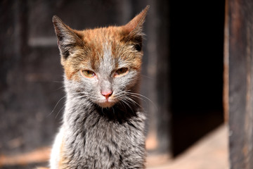 Obraz premium Adorable cat posing 