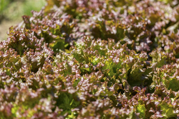 サニーレタス畑