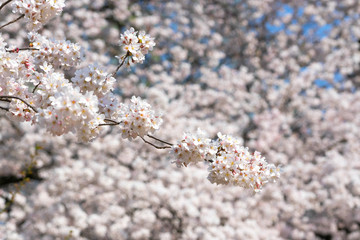 Cherry blossom is famous season in Japan.A lot of travelers come to Tokyo to see the Cherry blossom bloom.