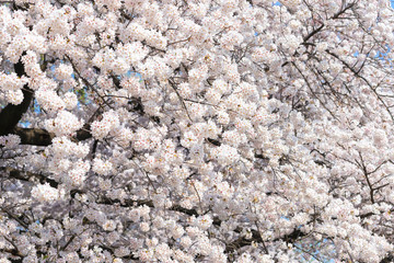 Cherry blossom is famous season in Japan.A lot of travelers come to Tokyo to see the Cherry blossom bloom.