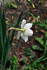 White daffodil ( Narcissus poeticus) with green leaves, growing plant on blurry gray soil background, side view