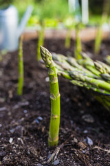 Young green asparagus grown in the garden. 