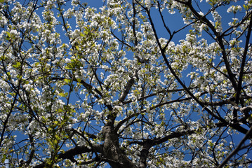 Cherry tree white blossom on blue spring sky background