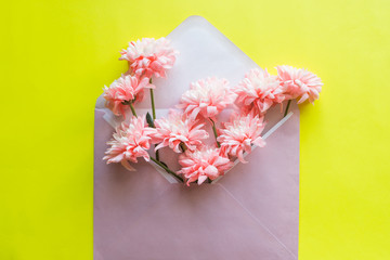 Pink chrysanthemums flowers, envelope on yellow background. Birthday, Valentines Day, Mothers Day, Womens Day, celebration concept. Top view, flat lay.