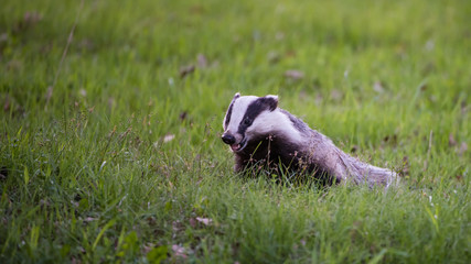 Happy Badger in the green grass © tobyphotos