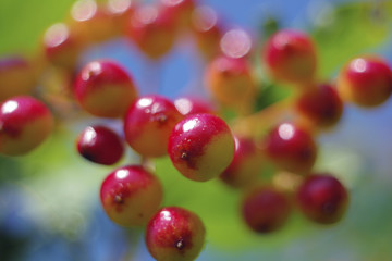 Red berries of viburnum ripen close-up in the summer with a beautiful bokeh
