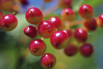 Red berries of viburnum ripen close-up in the summer with a beautiful bokeh