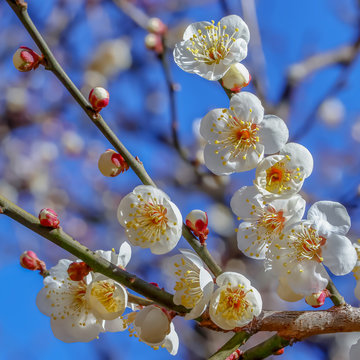 梅の花