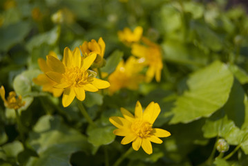 Spring flower (Ficaria verna) blooms with yellow flowers in the garden
