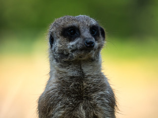 Suricate
