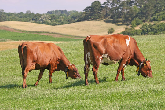 Dairy cattle grassing on Danish island Samsoe, Denmark