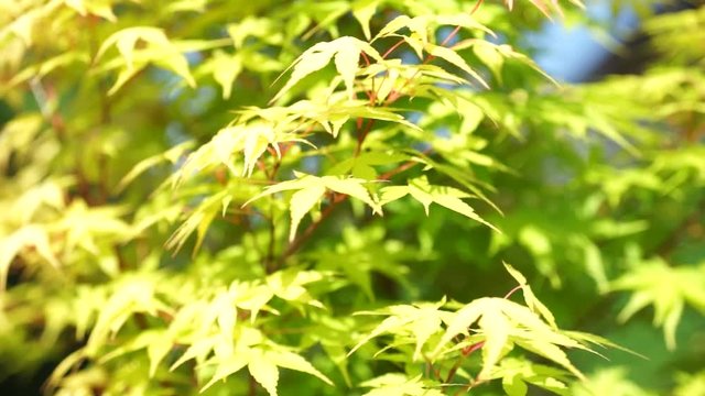 Green leaves of the maple tree in the wind