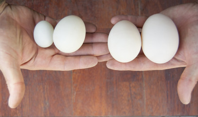 Eggs: goose, duck, chicken and pigeon in order in a row lie on the hands of the farmer.