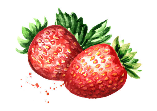 Red berries strawberry. Watercolor hand drawn illustration,  isolated on white background
