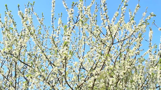 Blooming plum tree, plum-tree branch covered with white flowers and foliage on blue background. Blossoming tree of plum on background of blue sky. Branches of blossoming plum tree