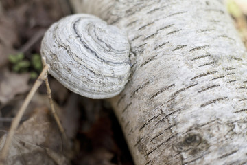 Baumpilz