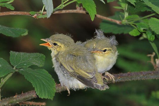 Two bird babys  sitting on a twig. (Phylloscopus sibilatrix) Wood Warbler