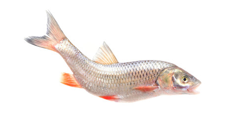 Fish chub