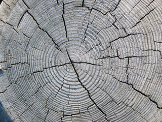 
Cross-section of a pine wood tree rings as a texture or background