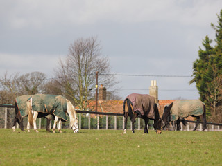 Horses In Rugs