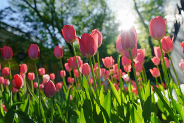 Obraz premium Beautiful spring tulips