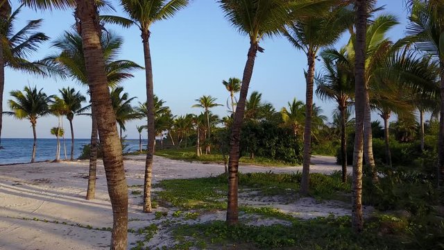 Aerial drone shot. The camera slowly flies between the coconut palms. Beautiful sunset on the coast of the Caribbean Sea. Riviera Maya, Quintana Roo, Mexico.