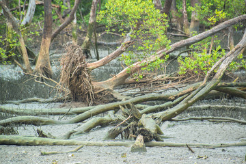 Mangrove forest destroyed in Thailand