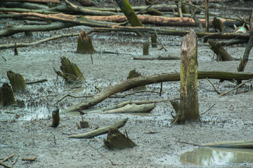 Mangrove forest destroyed in Thailand