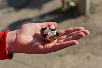 Woman holding in her hand Mini pink flowers in eggshells on a wooden background/ Spring home rustic decoration/ Conceptual image of spring awakenings and new beginnings
