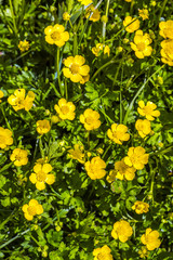 Obraz premium Buttercups in a marsh meadow in spring