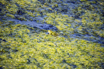 Young Marsh Frog (Rana ridibunda) in its natural habitat